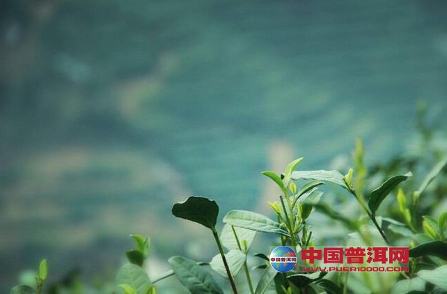 普洱茶