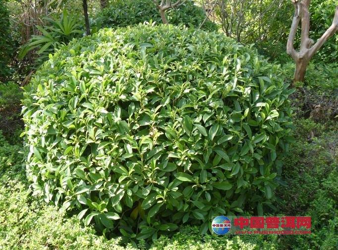 普洱茶