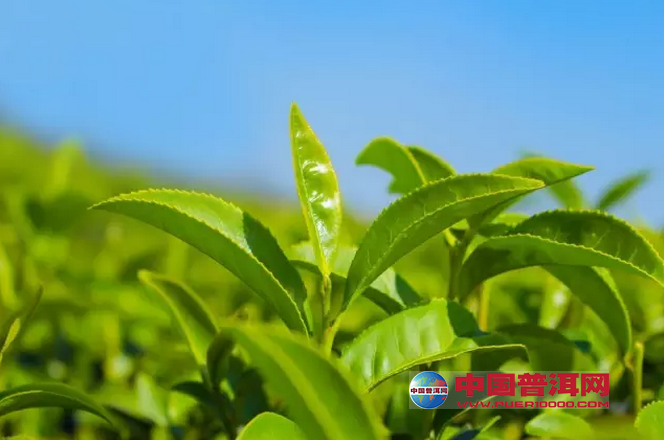 普洱茶
