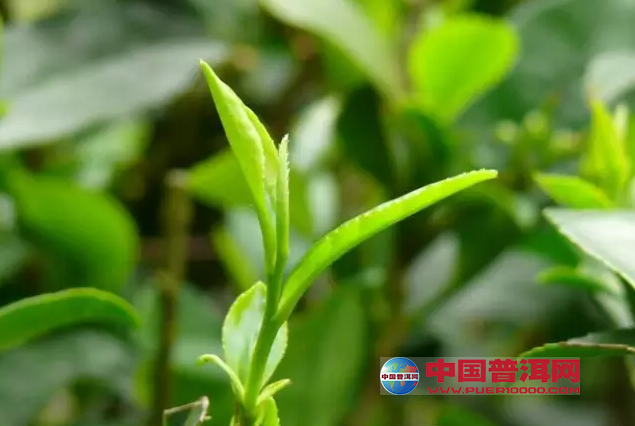 <u><a href='http://www.puer10000.com/puerzhishi/32854.html' target='_blank'>ն<u><a href='http://www.puer10000.com/puerzhishi/100997.html' target='_blank'></a></u></a></u>