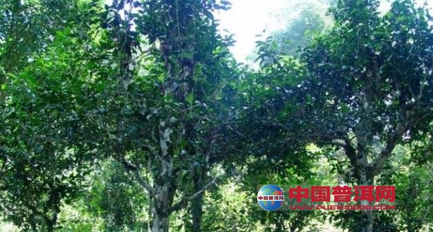 <u><a href='http://www.puer10000.com/puerzhishi/32854.html' target='_blank'>普洱<u><a href='http://www.puer10000.com/puerzhishi/100997.html' target='_blank'>茶</a></u></a></u>