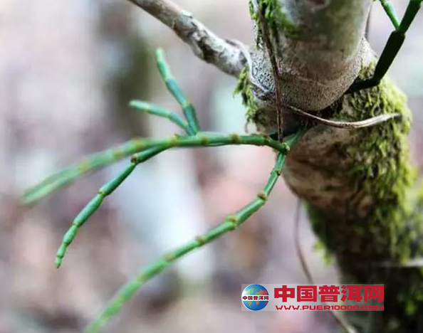 普洱茶