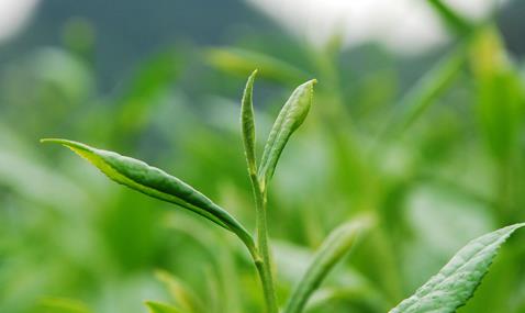 普洱茶