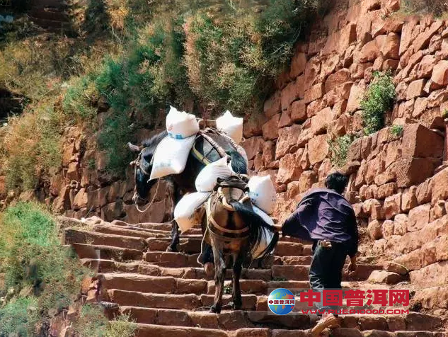 普洱茶