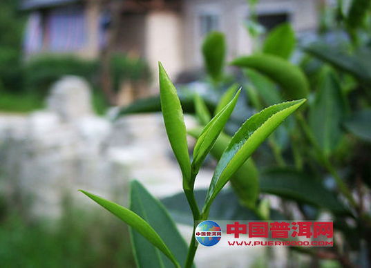 <u><a href='http://www.puer10000.com/puerzhishi/32854.html' target='_blank'>ն<u><a href='http://www.puer10000.com/puerzhishi/100997.html' target='_blank'></a></u></a></u>