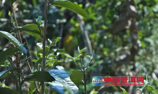 普洱茶