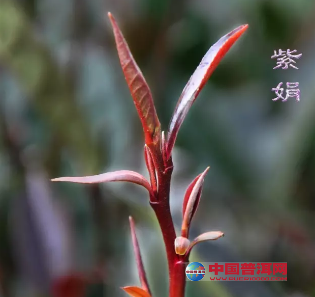 普洱茶