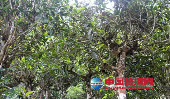 <u><a href='http://www.puer10000.com/puerzhishi/32854.html' target='_blank'>ն<u><a href='http://www.puer10000.com/puerzhishi/100997.html' target='_blank'></a></u></a></u>