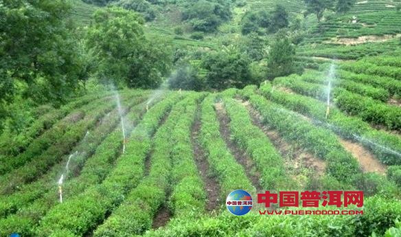 普洱茶