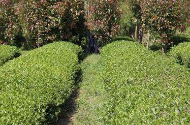 普洱茶