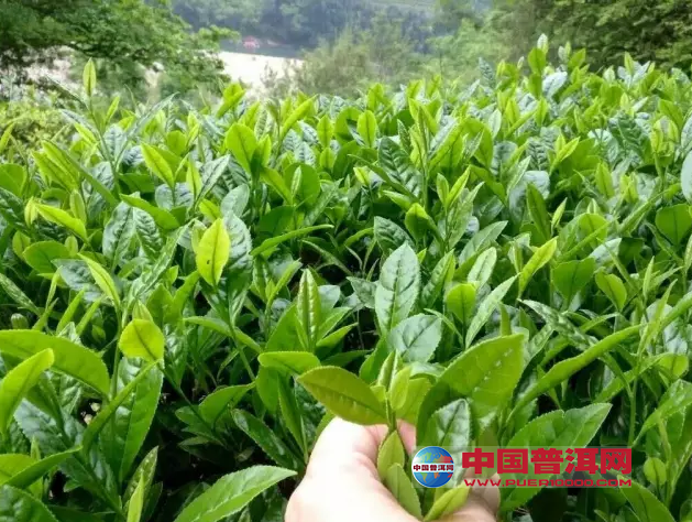 <u><a href='http://www.puer10000.com/puerzhishi/32854.html' target='_blank'>普洱<u><a href='http://www.puer10000.com/puerzhishi/100997.html' target='_blank'>茶</a></u></a></u>
