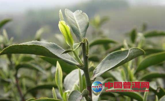 普洱茶