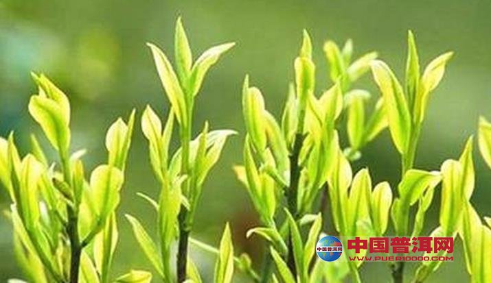 普洱茶