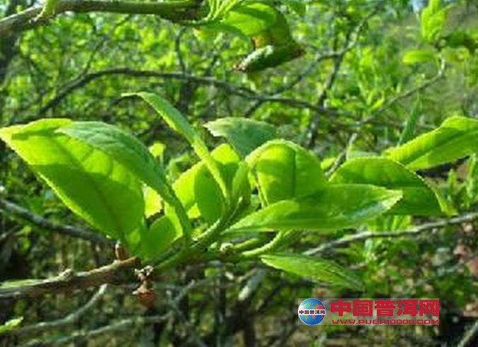 <u><a href='http://www.puer10000.com/puerzhishi/32854.html' target='_blank'>普洱<u><a href='http://www.puer10000.com/puerzhishi/100997.html' target='_blank'>茶</a></u></a></u>