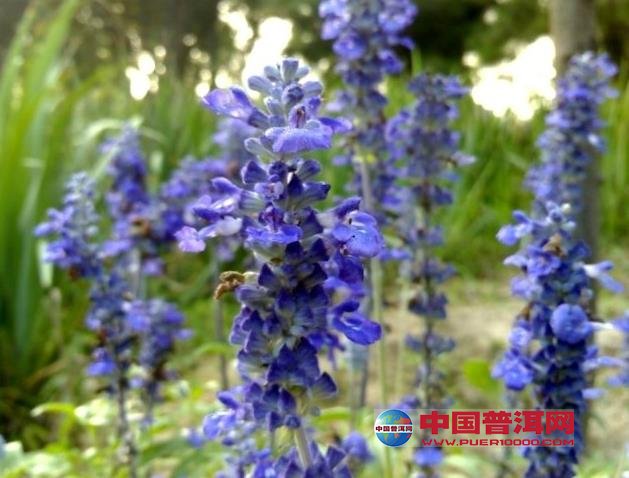 普洱茶