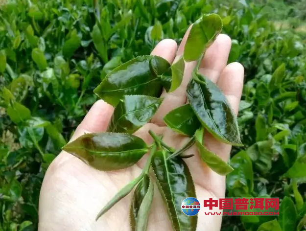 <u><a href='http://www.puer10000.com/puerzhishi/32854.html' target='_blank'>普洱<u><a href='http://www.puer10000.com/puerzhishi/100997.html' target='_blank'>茶</a></u></a></u>