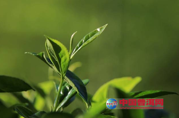 <u><a href='http://www.puer10000.com/puerzhishi/32854.html' target='_blank'>ն<u><a href='http://www.puer10000.com/puerzhishi/100997.html' target='_blank'></a></u></a></u>