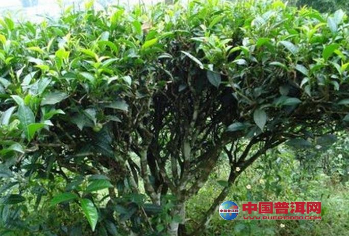 <u><a href='http://www.puer10000.com/puerzhishi/32854.html' target='_blank'>普洱<u><a href='http://www.puer10000.com/puerzhishi/100997.html' target='_blank'>茶</a></u></a></u>