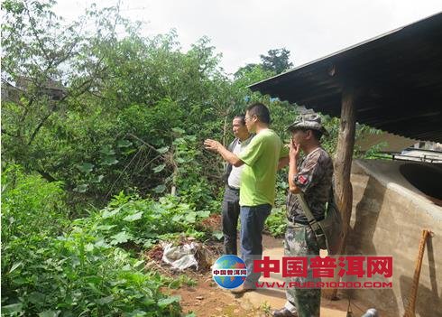 普洱茶