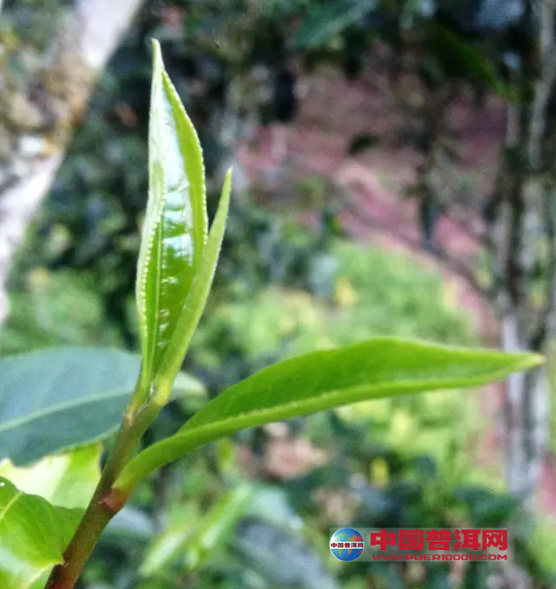 <u><a href='http://www.puer10000.com/puerzhishi/32854.html' target='_blank'>普洱<u><a href='http://www.puer10000.com/puerzhishi/100997.html' target='_blank'>茶</a></u></a></u>