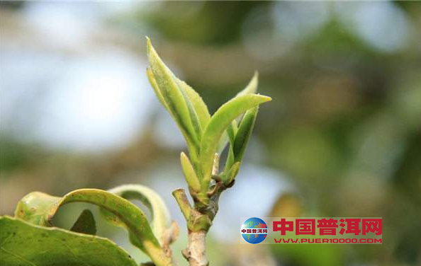 <u><a href='http://www.puer10000.com/puerzhishi/32854.html' target='_blank'>ն<u><a href='http://www.puer10000.com/puerzhishi/100997.html' target='_blank'></a></u></a></u>