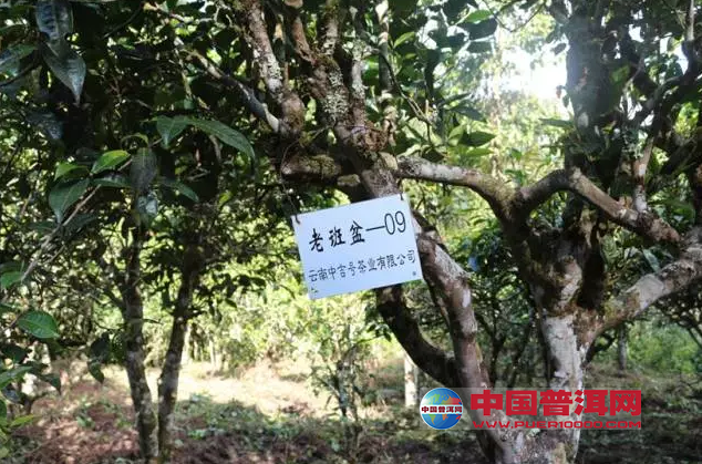 普洱茶