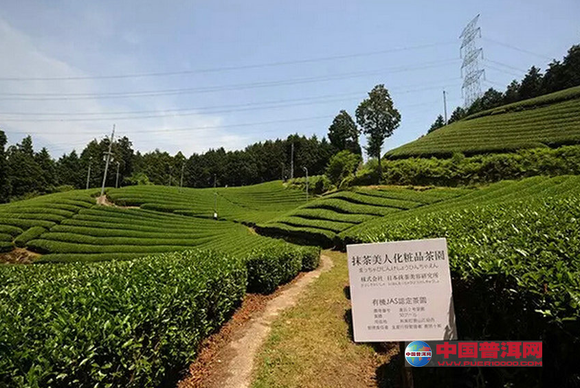 像一股凉风吹过茶园宇治茶铺