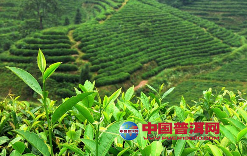 <u><a href='http://www.puer10000.com/puerzhishi/32854.html' target='_blank'>普洱<u><a href='http://www.puer10000.com/puerzhishi/100997.html' target='_blank'>茶</a></u></a></u>
