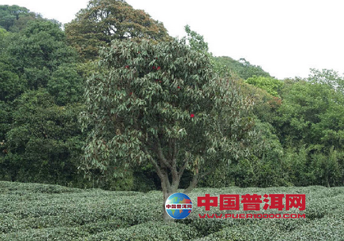 普洱茶