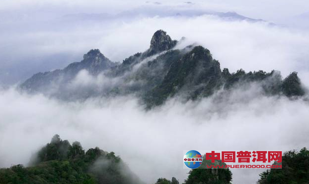 普洱茶