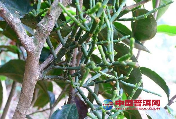 普洱茶