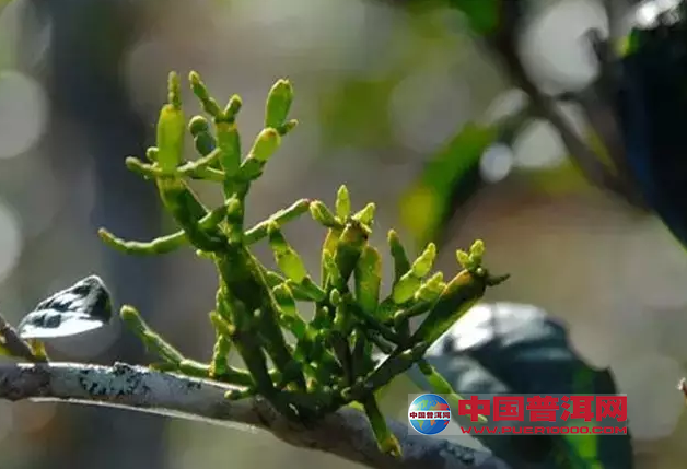 普洱茶