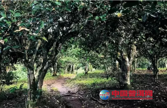 <u><a href='http://www.puer10000.com/puerzhishi/32854.html' target='_blank'>普洱<u><a href='http://www.puer10000.com/puerzhishi/100997.html' target='_blank'>茶</a></u></a></u>