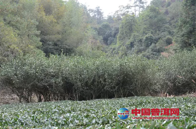<u><a href='http://www.puer10000.com/puerzhishi/32854.html' target='_blank'>ն<u><a href='http://www.puer10000.com/puerzhishi/100997.html' target='_blank'></a></u></a></u>