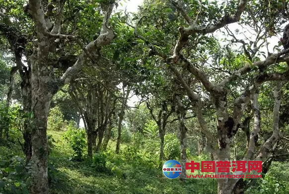 <u><a href='http://www.puer10000.com/puerzhishi/32854.html' target='_blank'>普洱<u><a href='http://www.puer10000.com/puerzhishi/100997.html' target='_blank'>茶</a></u></a></u>