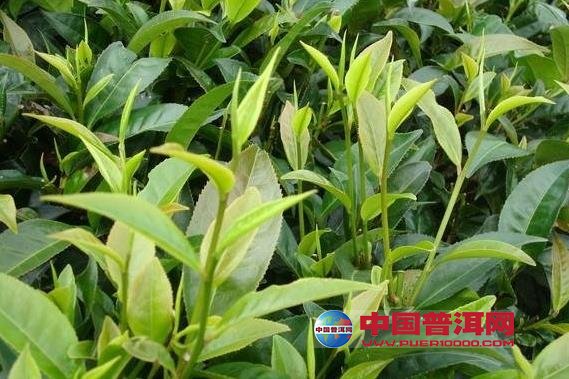 普洱茶