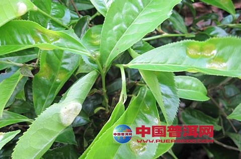 普洱茶
