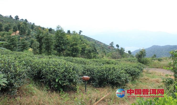 普洱茶