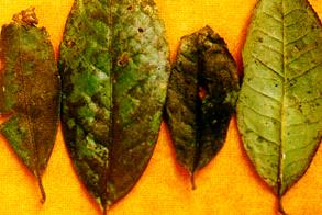普洱茶
