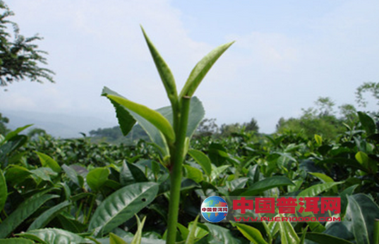 普洱茶