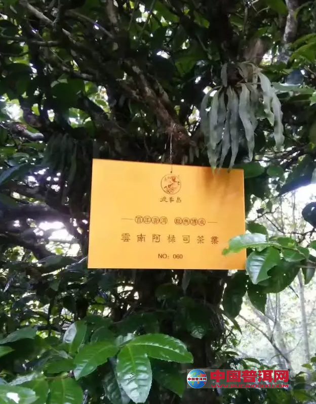 普洱茶