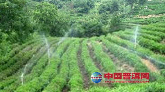 普洱茶