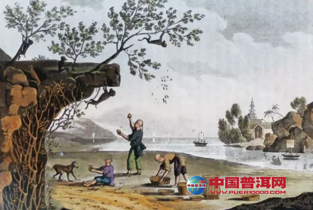 普洱茶