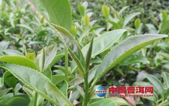 <u><a href='http://www.puer10000.com/puerzhishi/32854.html' target='_blank'>ն<u><a href='http://www.puer10000.com/puerzhishi/100997.html' target='_blank'></a></u></a></u>