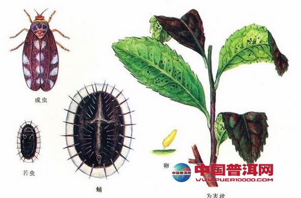 普洱茶