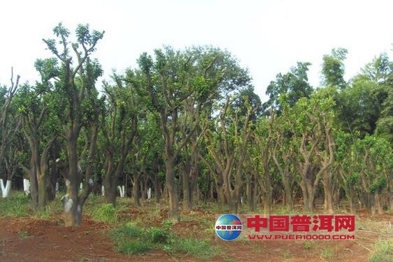 普洱茶
