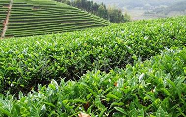 选用茶树良种的原则-种植知识-普洱茶栽培-中国普洱网—普洱茶官方