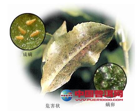 普洱茶