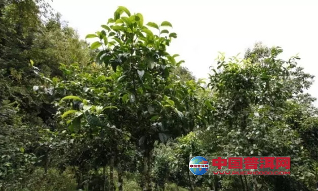 <u><a href='http://www.puer10000.com/puerzhishi/32854.html' target='_blank'>普洱<u><a href='http://www.puer10000.com/puerzhishi/100997.html' target='_blank'>茶</a></u></a></u>