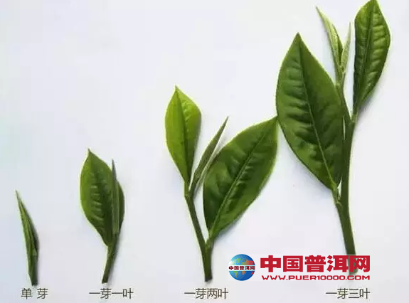 普洱茶